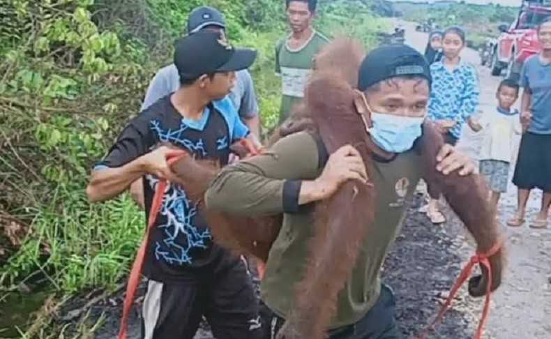 Orangutan kalimantan ditemukan dalam keadaan tertembak. | Foto: Sigit Dzakwan/iNews