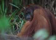 Sebelas Orangutan Kalimantan Telah Dilepasliarkan ke Alam