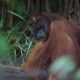 Orangutan saat dilepasliarkan oleh SKW II Pangkalan Bun di kawasan Taman Nasional Tanjung Puting. | Foto: Dok. BKSDA Kalimantan Tengah