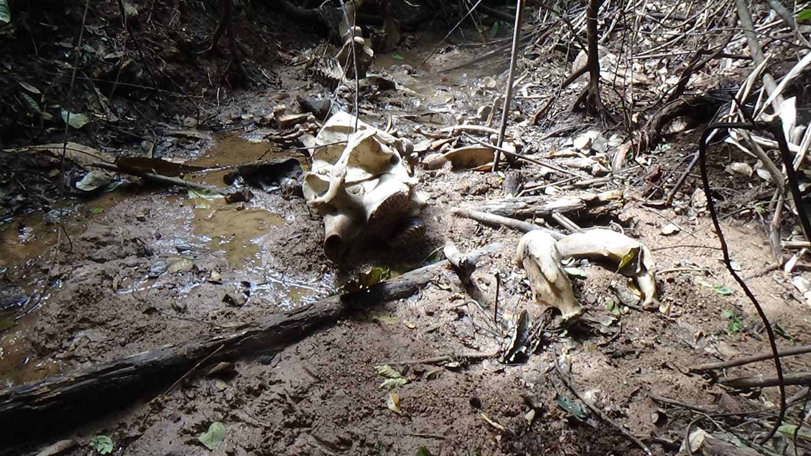 Tengkorak gajah sumatera ditemukan di kawasan hutan produksi. | Foto: Konsorsium Bentang Alam Seblat