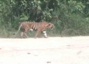 Nyalakan Meriam, BKSDA Usir Harimau yang Diduga Berkeliaran