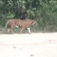 Ilustrasi seekor harimau sumatera (Panthera tigris sumatrae). | Foto: Harian Riau