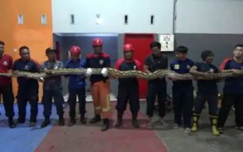 Seekor ular piton seberat 300 kilogram akhirnya berhasil dievakuasi oleh petugas Damkar Parepare. | Foto: Suddin Syamsuddin