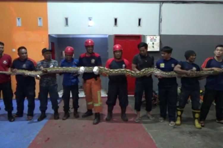 Seekor ular piton seberat 300 kilogram akhirnya berhasil dievakuasi oleh petugas Damkar Parepare. | Foto: Suddin Syamsuddin