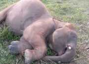 Gajah Muda Mati di Pusat Latihan Gajah