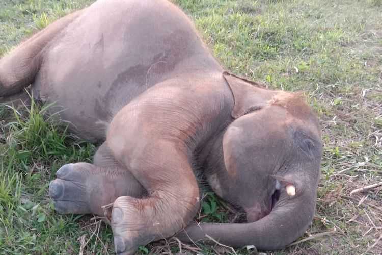 Anak gajah berusia muda ditemukan mati di dalam areal Pusat Latihan Gajah (PLG) Taman Nasional Way Kambas, Minggu (30/10). | Foto: Dok. warga/Kompas