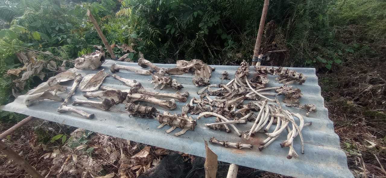Hamparan tulang belulang harimau sumatera. | Foto: Istimewa