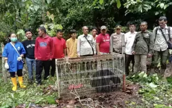 Seekor beruang madu berhasil diselamatkan dari jerat sling di Desa Mondang, Tapanuli Selatan. | Foto: Istimewa/Mistar