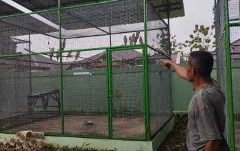 Burung kakatua maluku (Cacatua moluccensis) diselamatkan oleh petugas Pos Pelabuhan Tulehu, Resort Pulau Ambon. | Foto: Dok. BKSDA Maluku