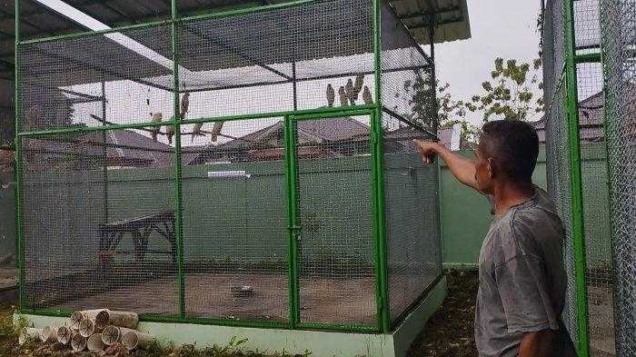 Burung kakatua maluku (Cacatua moluccensis) diselamatkan oleh petugas Pos Pelabuhan Tulehu, Resort Pulau Ambon. | Foto: Dok. BKSDA Maluku