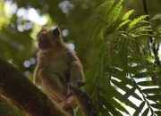 BKSDA Evakuasi Monyet Menggunakan Kandang Jebak