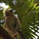 Ilustrasi seekor monyet ekor panjang (Macaca fascicularis). | Foto: Biodiversity Warriors