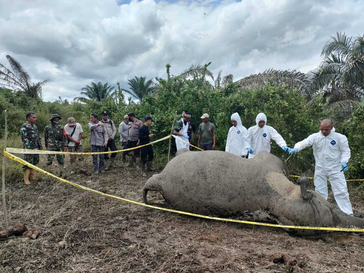 Gajah sumatera mati di Aceh Timur. | Foto: Dok. Polres Aceh Timur