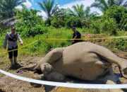 Gajah Betina Tergeletak Mati Diduga Keracunan Pupuk