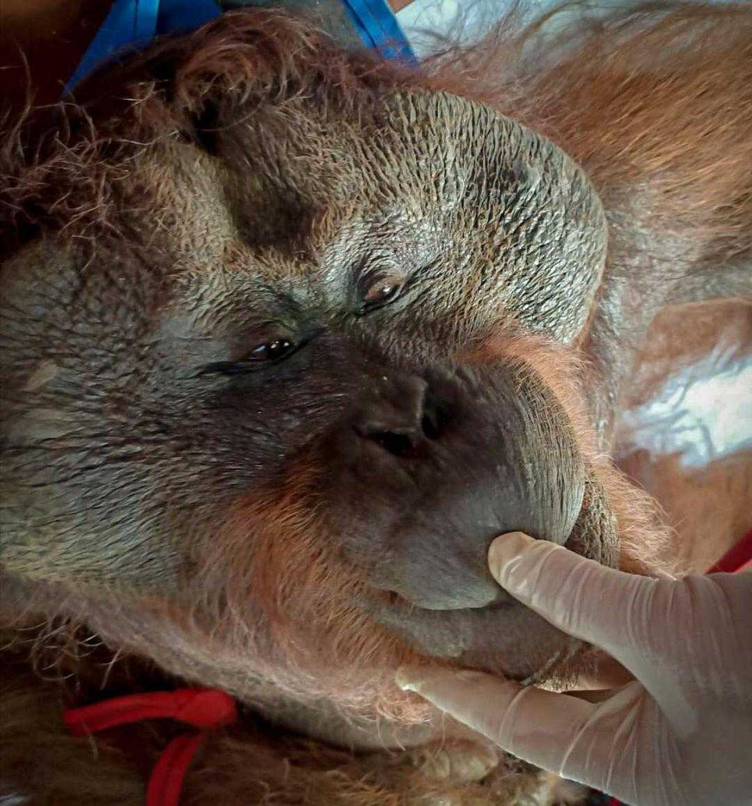 Orangutan kalimantan saat diperiksa oleh tim BKSDA Kalimantan Tengah dan OFI. | Foto: Dok. BKSDA Kalimantan Tengah