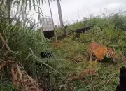 Sempat Terluka Karena Jerat, Sang Harimau Kini Dilepas ke Habitat