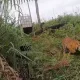 Seekor harimau betina telah dikembalikan ke alam liar setelah mendapat perawatan. | Foto: Antara/HO/BKSDA