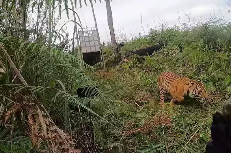 Seekor harimau betina telah dikembalikan ke alam liar setelah mendapat perawatan. | Foto: Antara/HO/BKSDA