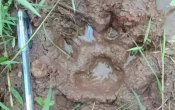 Ditemukan jejak satwa liar yang diduga harimau sumatera atau macan dahan di Jorong Koto Tinggi, Nagari Koto Tuo, Kecamatan IV Koto, Kabupaten Agam. | Foto: Istimewa/Sumbarkita