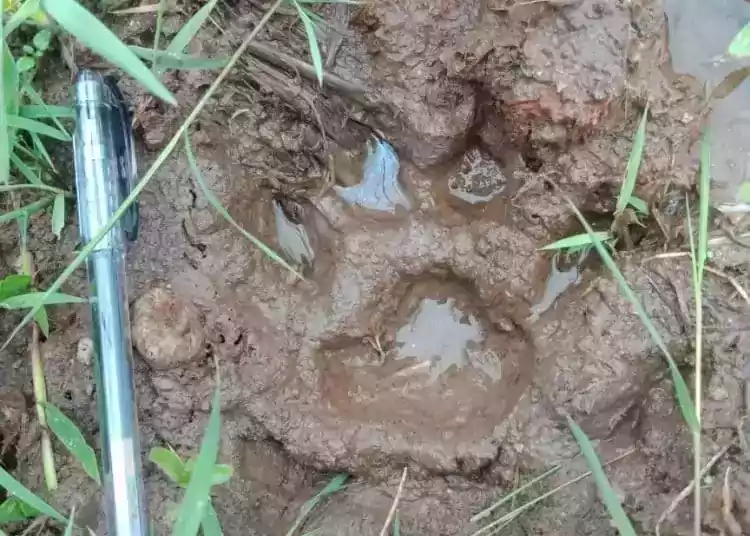 Ditemukan jejak satwa liar yang diduga harimau sumatera atau macan dahan di Jorong Koto Tinggi, Nagari Koto Tuo, Kecamatan IV Koto, Kabupaten Agam. | Foto: Istimewa/Sumbarkita