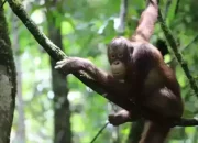 Orangutan Dilepasliarkan Setelah 6 Tahun Jalani Rehabilitasi