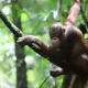 Orangutan akhirnya dilepasliarkan kembali ke habitat alaminya. | Foto: Dok. Borneo Asyik