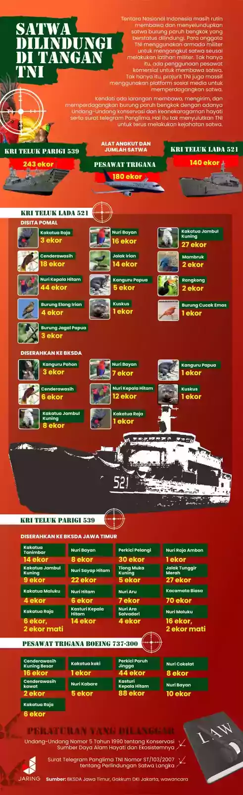 Infografis mengenai kasus penyelundupan satwa dilindungi oleh anggota TNI. | Sumber: Jaring.id
