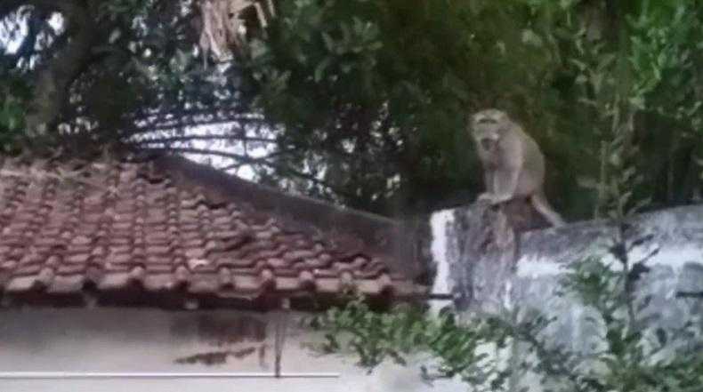 Ilustrasi monyet ekor panjang yang masuk permukiman diduga kelaparan dan mencari makan. | Foto: Jatim Inews