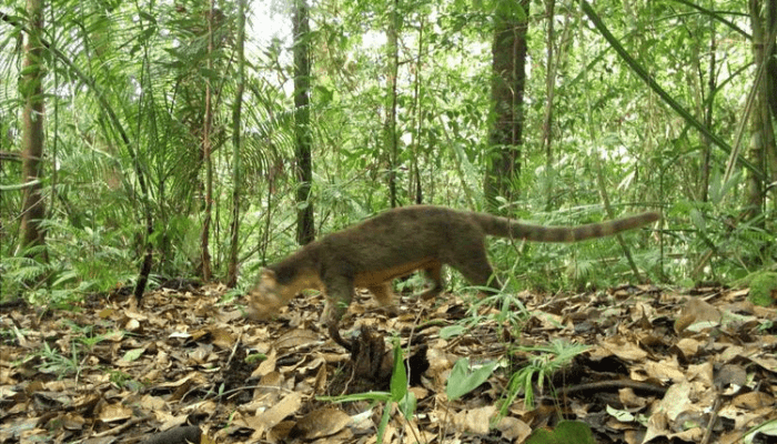 Terekam Camera Trap, Musang Sulawesi Jarang Ditemui di Habitat Alami