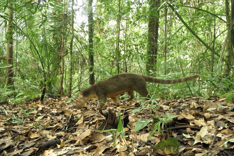 Seekor musang sulawesi (Macrogalidia musschenbroekii) yang terekam kamera jebak di wilayah utara Taman Nasional Bogani Nani Wartabone. | Foto: Balai TNBNW