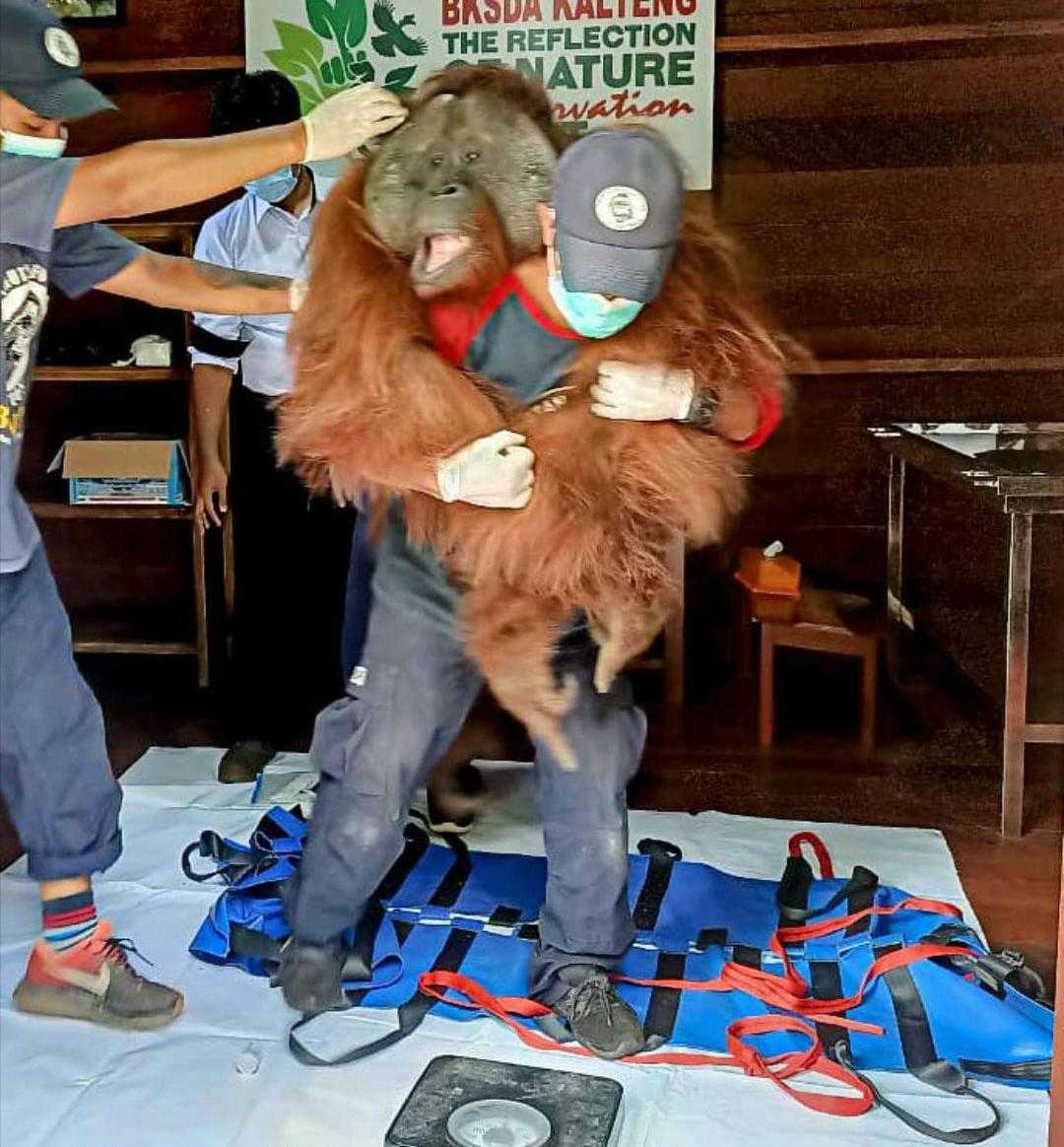 Orangutan kalimantan diselamatkan dari kebun warga. | Foto: Dok. BKSDA Kalimantan Tengah