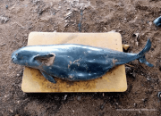 Nelayan Temukan Pesut Tak Bersirip Mati di Perairan Ketapang
