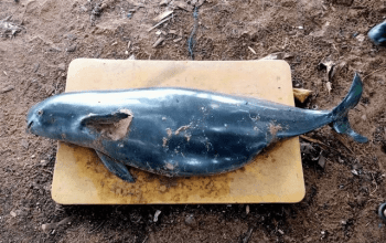 Pesut tak bersirip (Finless porpoise) yang ditemukan mati di perairan Dusun Kelapa Enam, Desa Mekar Utama, Kecamatan Kendawangan, Kabupaten Ketapang. | Foto: Pokdarwis Cempedak Jaya/Kumparan