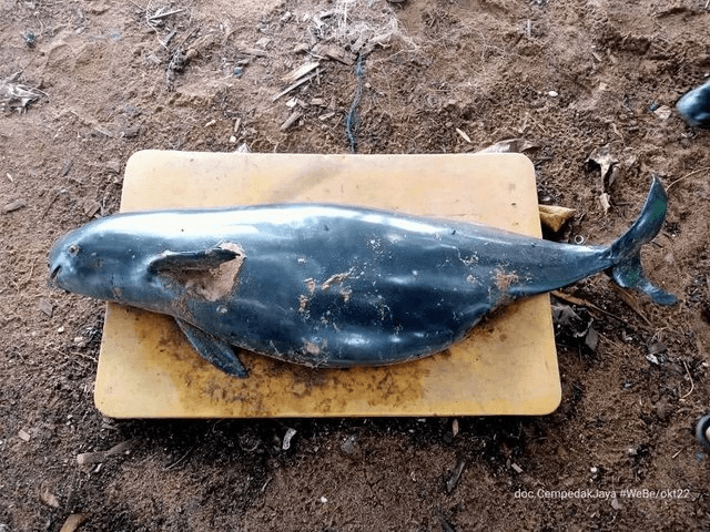 Pesut tak bersirip (Finless porpoise) yang ditemukan mati di perairan Dusun Kelapa Enam, Desa Mekar Utama, Kecamatan Kendawangan, Kabupaten Ketapang. | Foto: Pokdarwis Cempedak Jaya/Kumparan