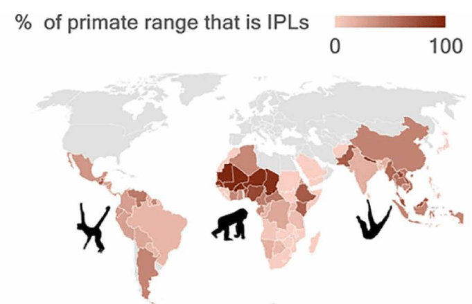 Persentase primata yang habitatnya beririsan dengan tanah masyarakat tradisional. Secara global, 71% primata hidup berdampingan dengan masyarakat tradisional. IPLs = Indigenous People Lands. | Sumber: Estrada dkk., 2022