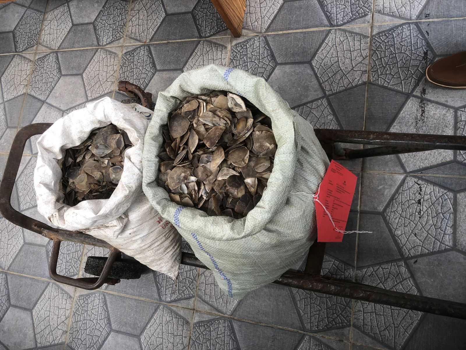 Sebanyak 25,4 kilogram sisik trenggiling berhasil diamankan oleh Satreskrim Polres Melawi. | Foto: Istimewa