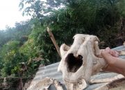 Harimau Dijerat Hingga Tersisa Tulang di Hutan