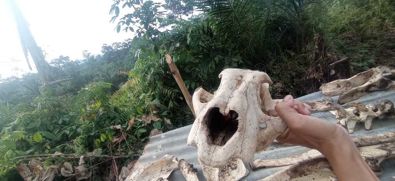 Harimau sumatera dijerat dan kini tinggal tengkorak. | Foto: Istimewa