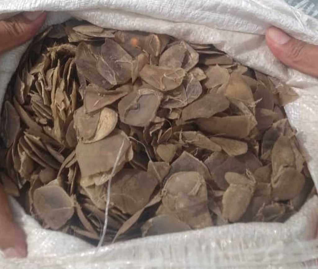 Barang bukti sisik trenggiling seberat 16 kilogram yang disita Polda Sumatra Utara. | Foto: Dok. Polda Sumatra Utara