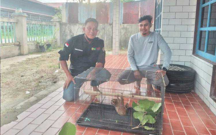 Seekor kukang berhasil diselamatkan oleh seorang warga Pundu, Kalimantan Tengah. | Foto: Istimewa/Borneo News
