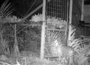 Anak Harimau Masuk Perangkap BBKSDA Riau