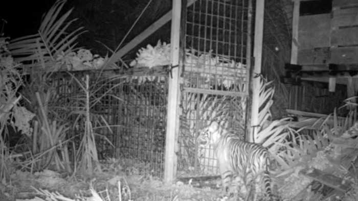 Harimau sumatera (Panthera tigris sumatrae). | Foto: Istimewa/Detik