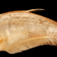 Ilustrasi ikan belida borneo atau biasa disebut ikan pipih. Satwa dilindungi ini mempunyai nama ilmiah Chitala borneensis. | Foto: gbif.org