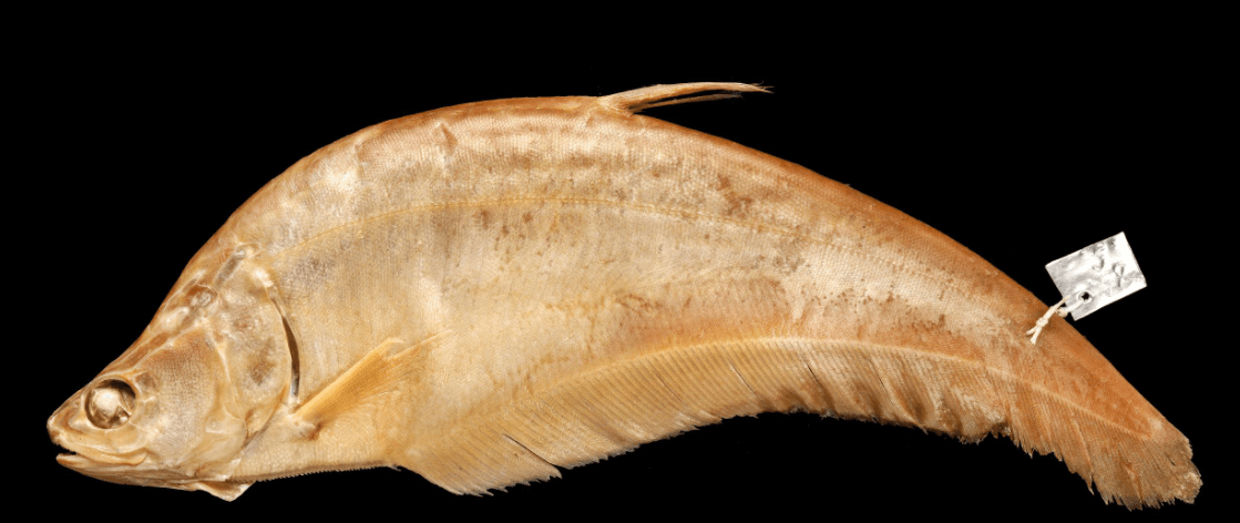 Ilustrasi ikan belida borneo atau biasa disebut ikan pipih. Satwa dilindungi ini mempunyai nama ilmiah Chitala borneensis. | Foto: gbif.org