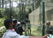Savana Indonesia Rangkul Siswa dalam Edukasi Konservasi Satwa