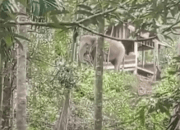 Kawanan Gajah Terobos Permukiman, Konflik Kembali Terjadi