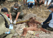 Habitat Terhimpit Sawit, Orangutan Ditembak Bius di Permukiman