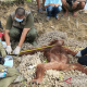 Anak orangutan yang dievakuasi tim SKW II Pangkalan Bun dan OF-UK, Senin (28/11). | Foto: HO-BKSDA SKW II Pangkalan Bun/Antara