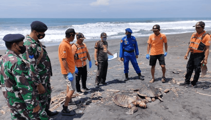 Tiga Penyu Lekang Ditemukan Membusuk di Pesisir Kulon Progo