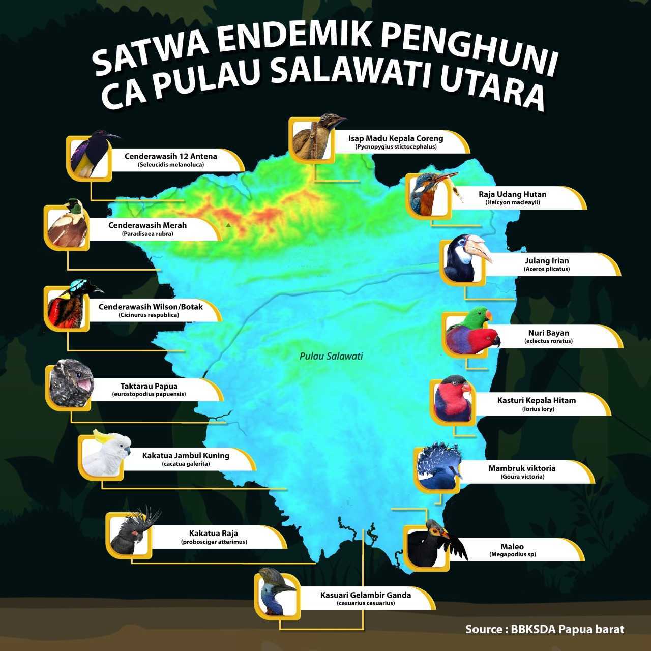 Oknum Tentara dalam Perdagangan Paruh Bengkok Papua [1]